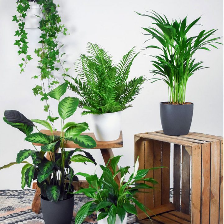  استفاده از گیاهان آپارتمانی برای تهویه هوا